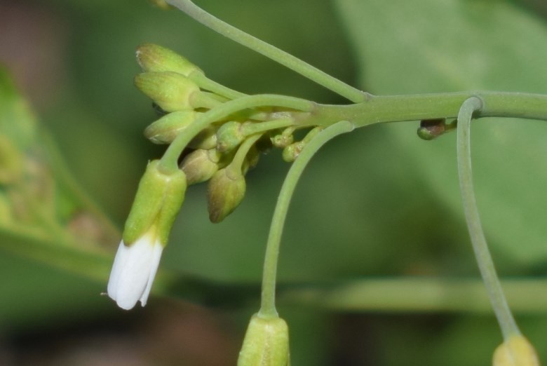 Fiori bianchi. Brassicacea? S, Arabidopsis thaliana