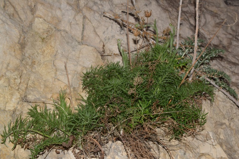Pianta in roccia:  Centaurea ceratophylla (Asteraceae)