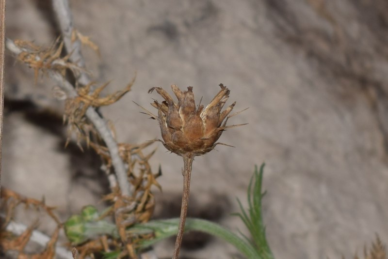 Pianta in roccia:  Centaurea ceratophylla (Asteraceae)