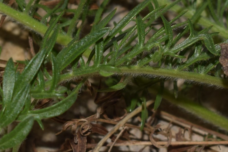 Pianta in roccia:  Centaurea ceratophylla (Asteraceae)