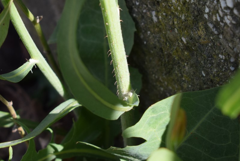 Cichorium intybus con patologia (Asteraceae)