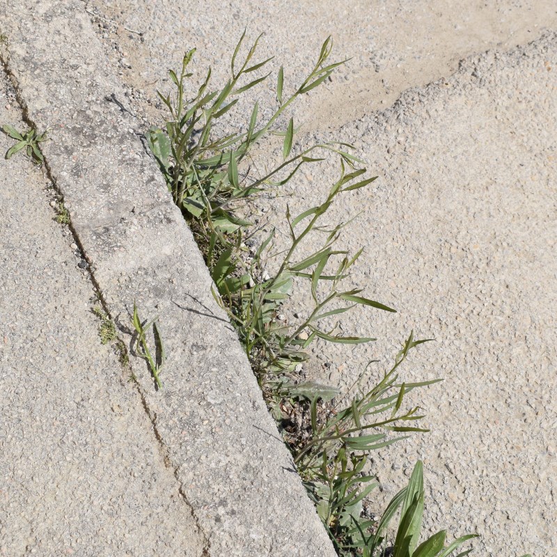 Cichorium intybus con patologia (Asteraceae)