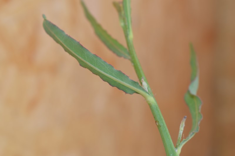 Cichorium intybus con patologia (Asteraceae)