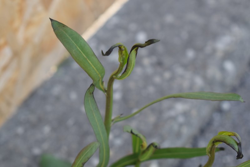 Cichorium intybus con patologia (Asteraceae)