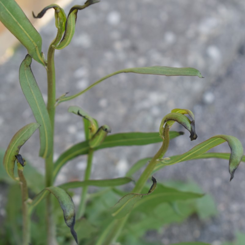 Cichorium intybus con patologia (Asteraceae)