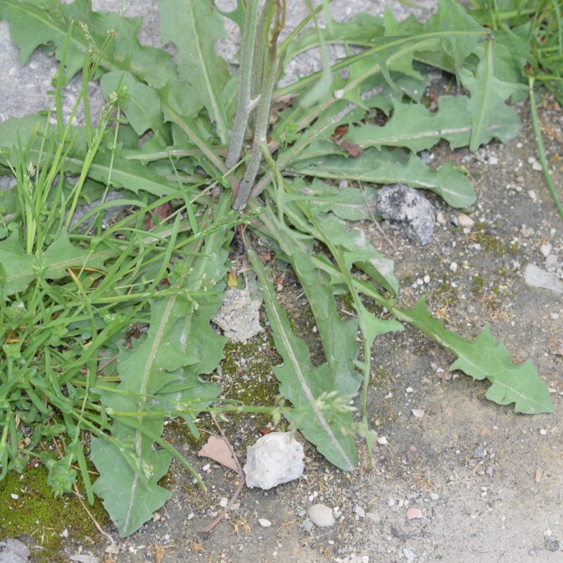 Cichorium intybus con patologia (Asteraceae)