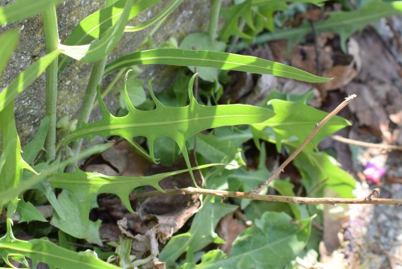 Cichorium intybus con patologia (Asteraceae)