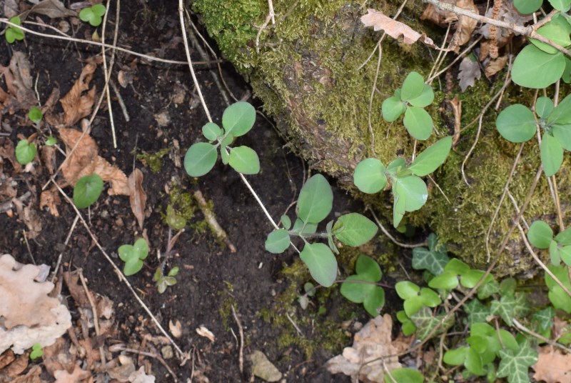 Pianta strisciante Lonicera sp.