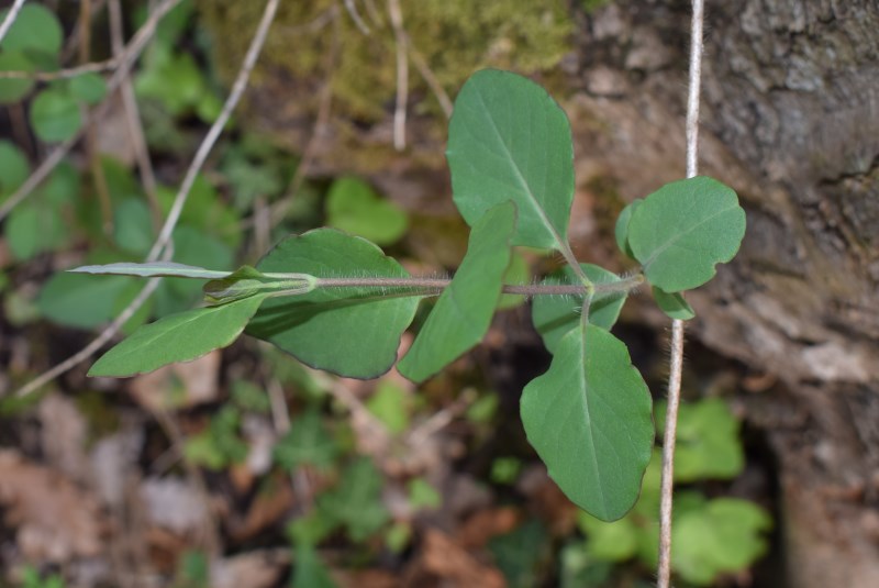 Pianta strisciante Lonicera sp.