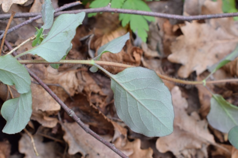 Pianta strisciante Lonicera sp.