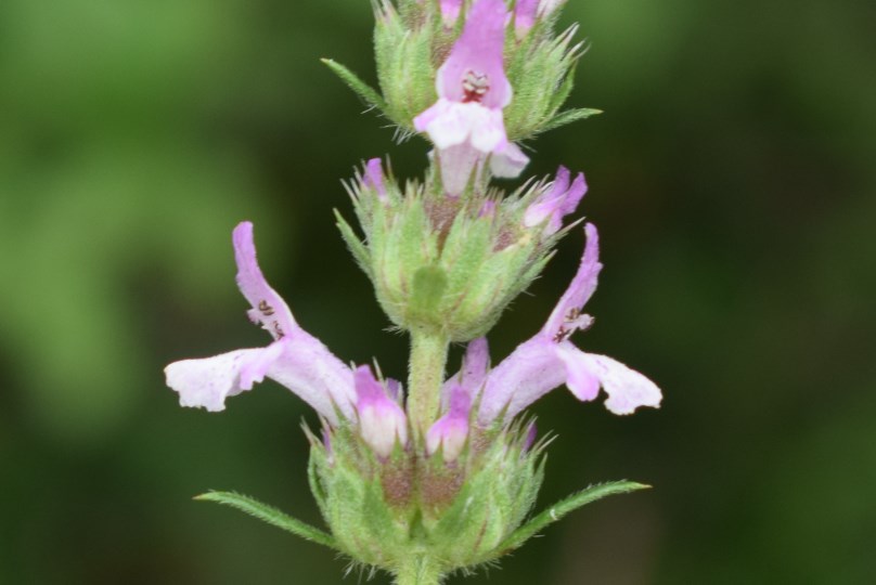 Lamiacea - Micromeria sp.