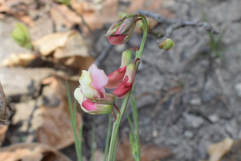 Lathyrus pannonicus subsp. varius / Cicerchia screziata