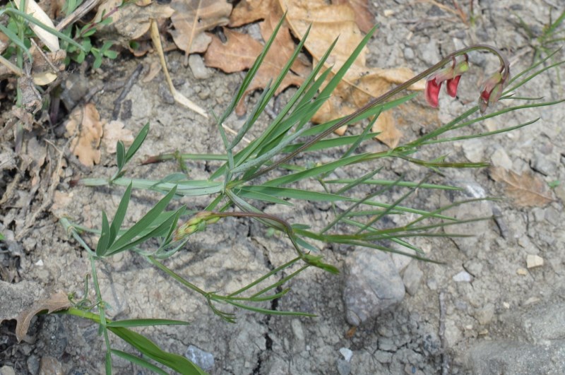 Lathyrus pannonicus subsp. varius / Cicerchia screziata