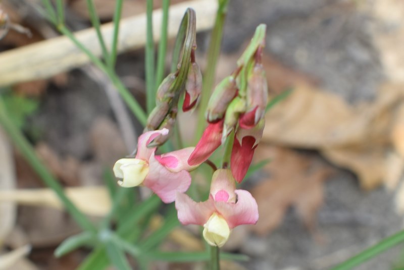 Lathyrus pannonicus subsp. varius / Cicerchia screziata