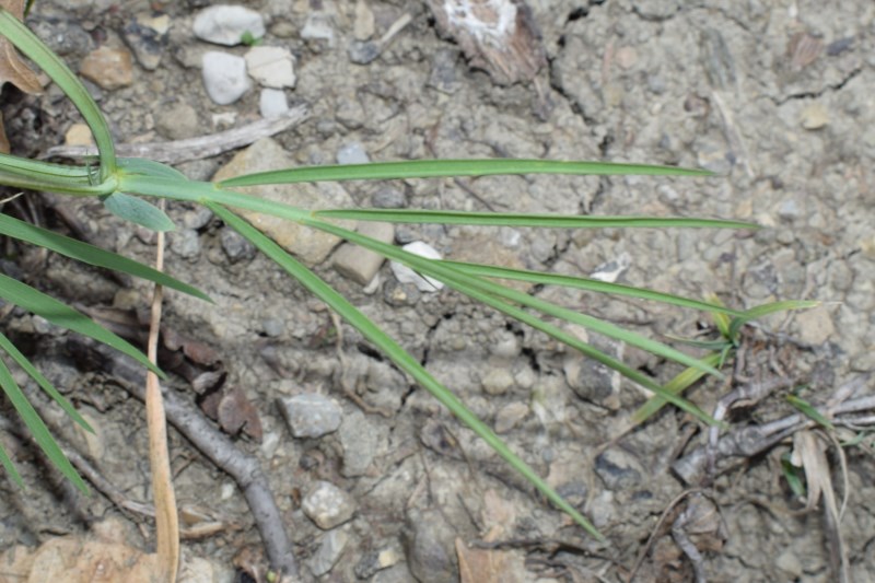 Lathyrus pannonicus subsp. varius / Cicerchia screziata