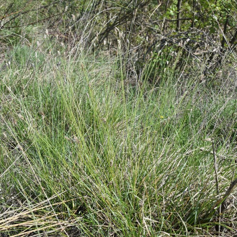 Quale poacea? Sesleria italica