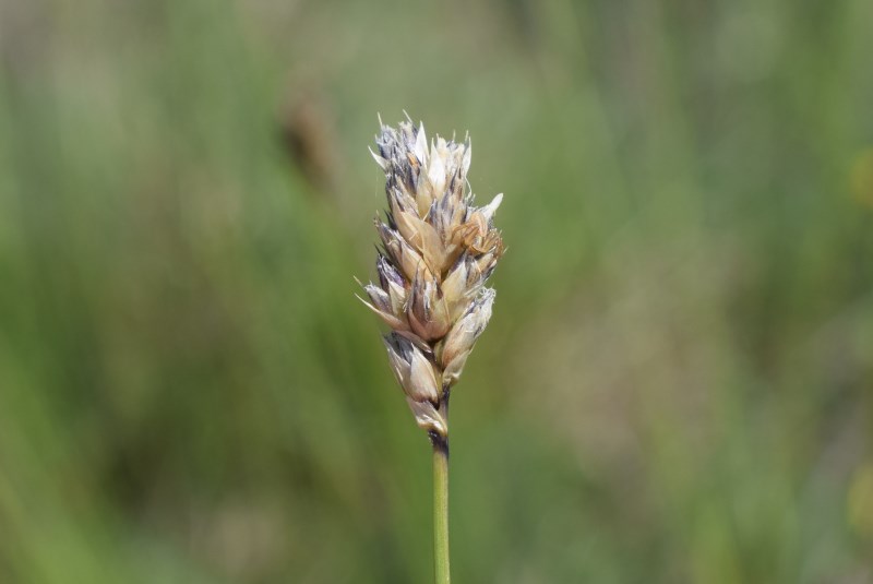 Quale poacea? Sesleria italica