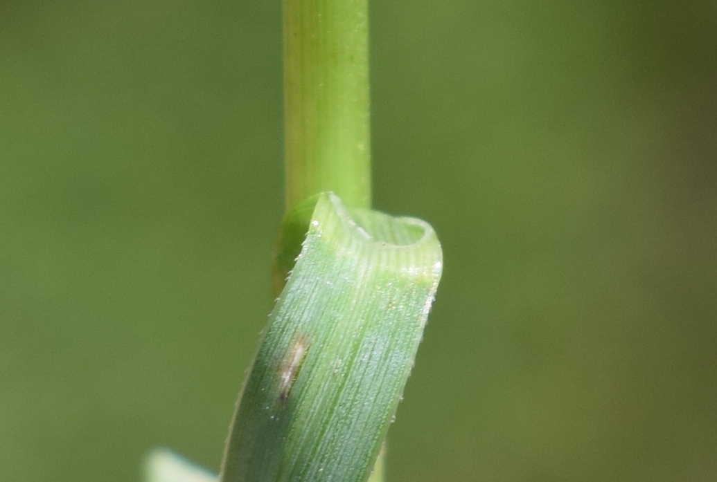 Quale poacea? Sesleria italica