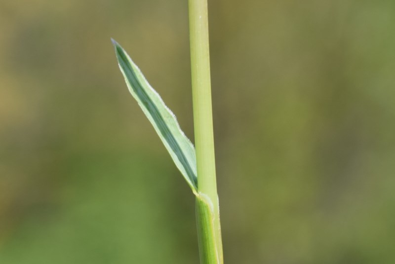 Quale poacea? Sesleria italica