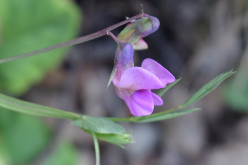 Lathyrus linifolius / Cicerchia a foglie di lino