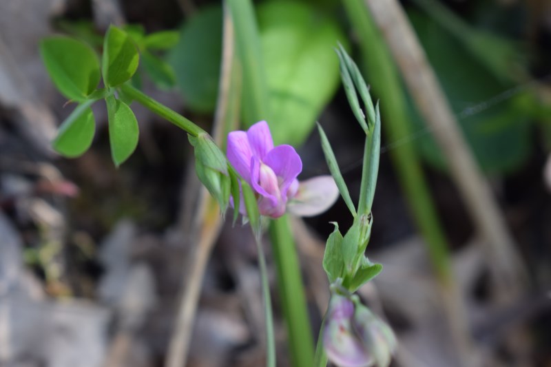 Lathyrus linifolius / Cicerchia a foglie di lino