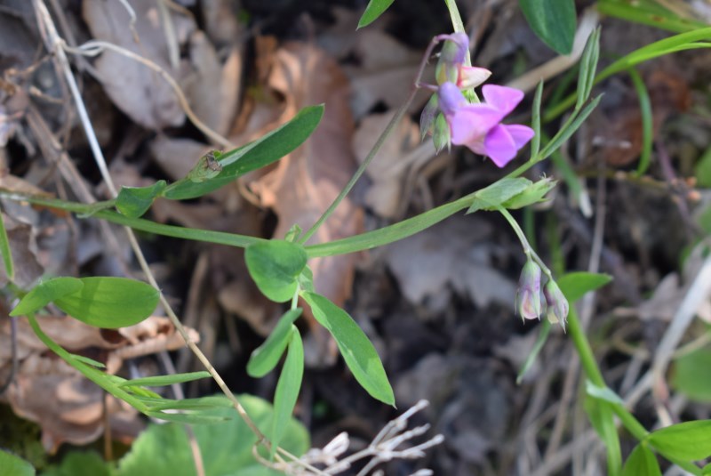 Lathyrus linifolius / Cicerchia a foglie di lino