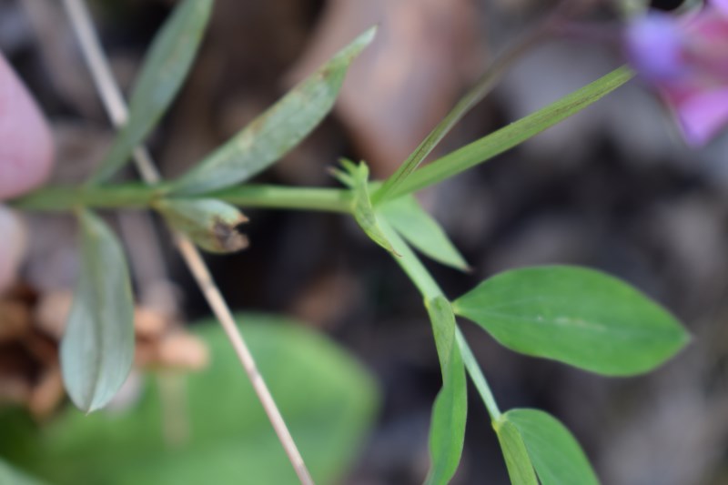 Lathyrus linifolius / Cicerchia a foglie di lino