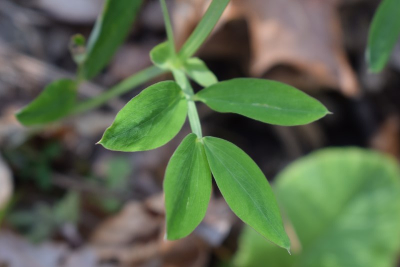 Lathyrus linifolius / Cicerchia a foglie di lino