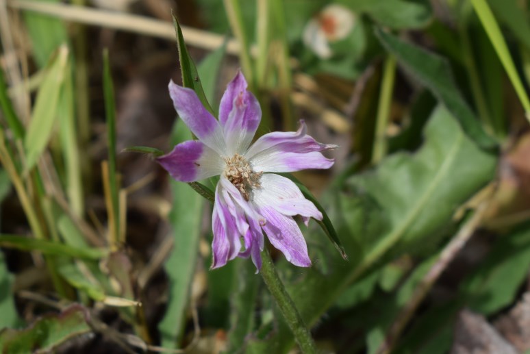 Piccolo fiore a bordo strada  - Anemone hortensis (Ranunculaceae)