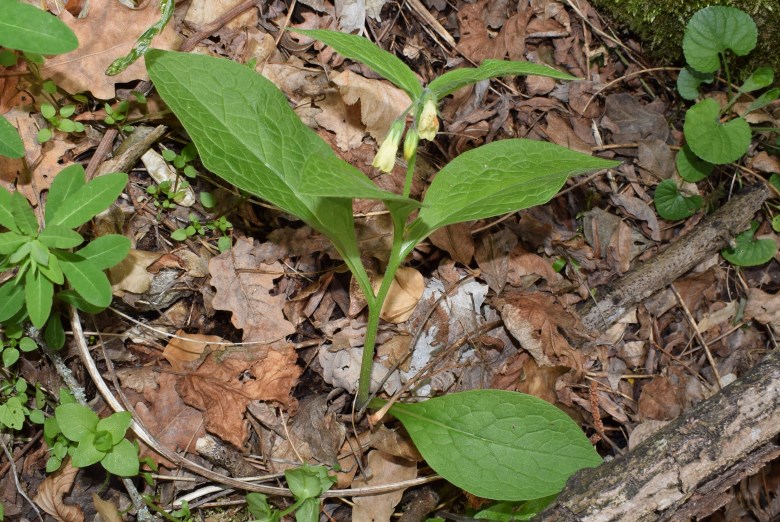 Symphytum tuberosum?  S !