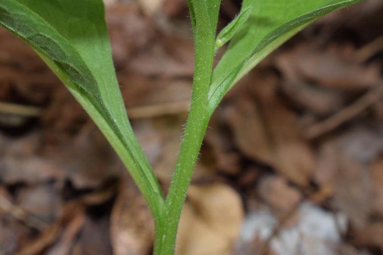 Symphytum tuberosum?  S !