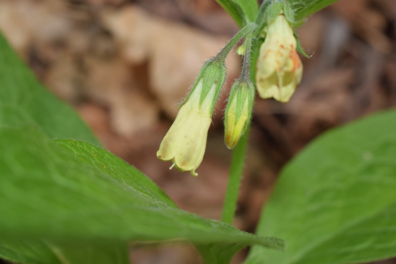 Symphytum tuberosum?  S !