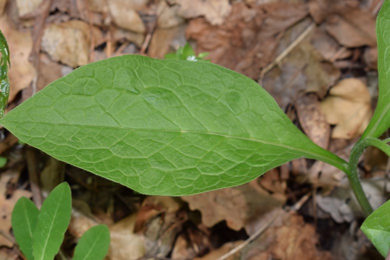 Symphytum tuberosum?  S !