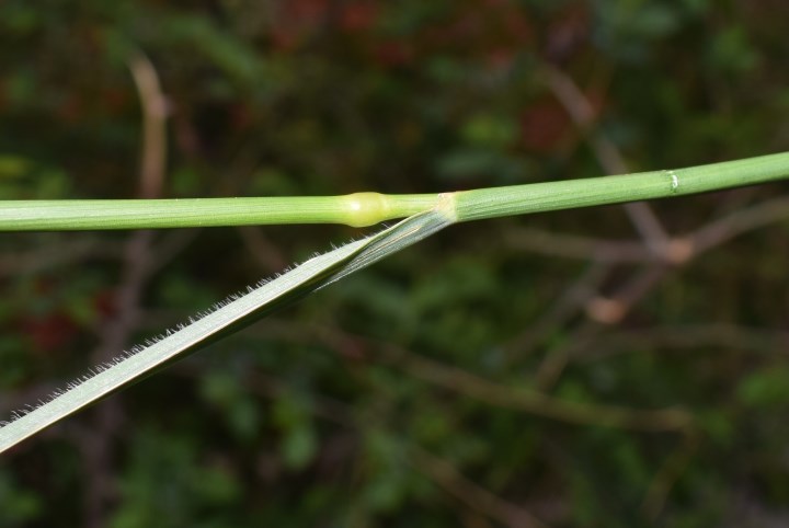 Elymus repens