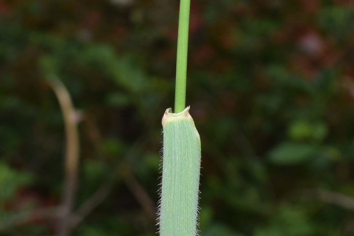 Elymus repens