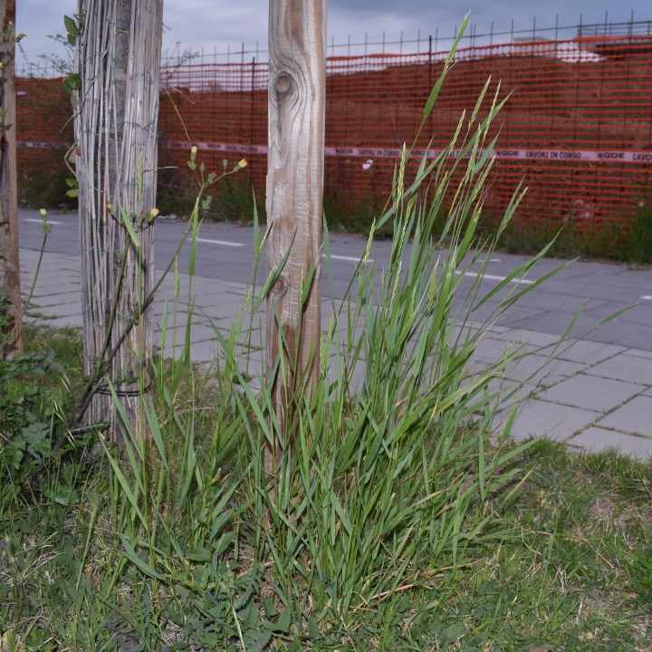 Elymus repens