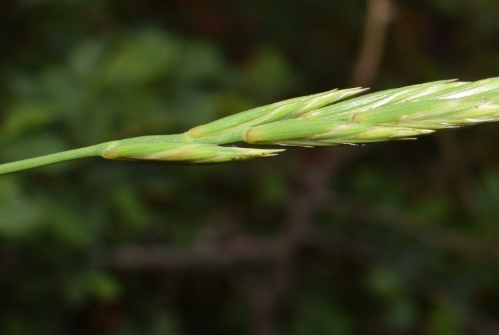 Elymus repens