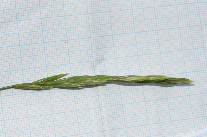 Elymus repens