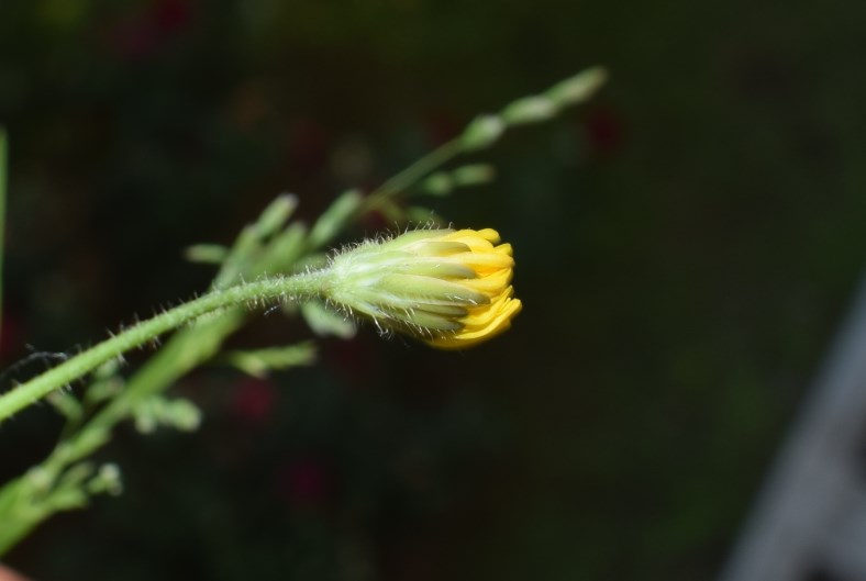 Crepis...sancta subsp. nemausensis