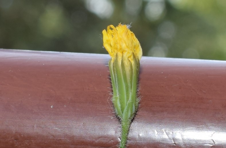 Crepis...sancta subsp. nemausensis