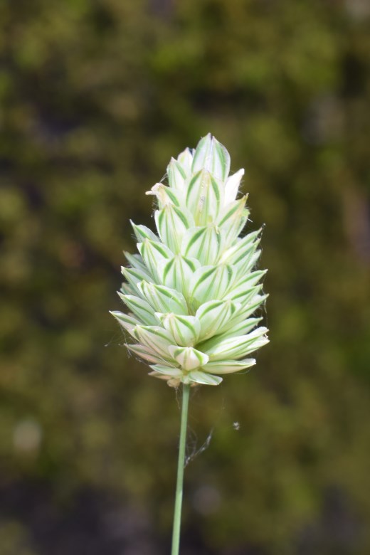 Poacea marciapiede: Phalaris brachystachys