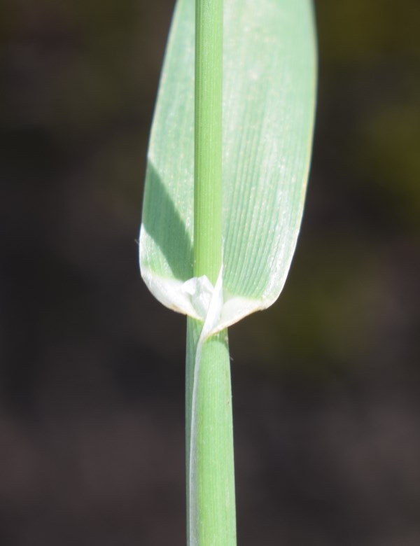 Poacea marciapiede: Phalaris brachystachys