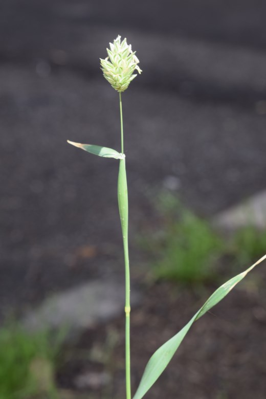 Poacea marciapiede: Phalaris brachystachys