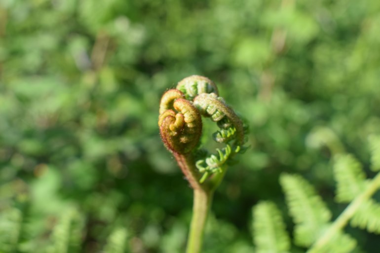 Pteridium aquilinum