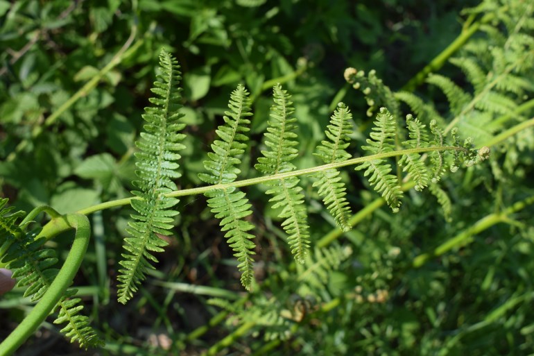 Pteridium aquilinum