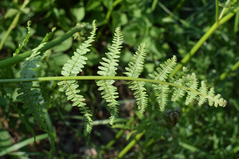 Pteridium aquilinum