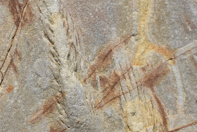 Fossili ?