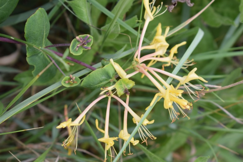 Quale Lonicera? Lonicera etrusca (Caprifoliaceae)