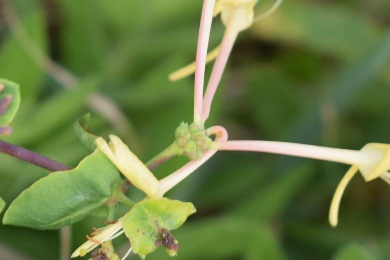 Quale Lonicera? Lonicera etrusca (Caprifoliaceae)