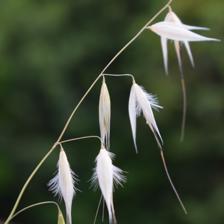 Avena barbata